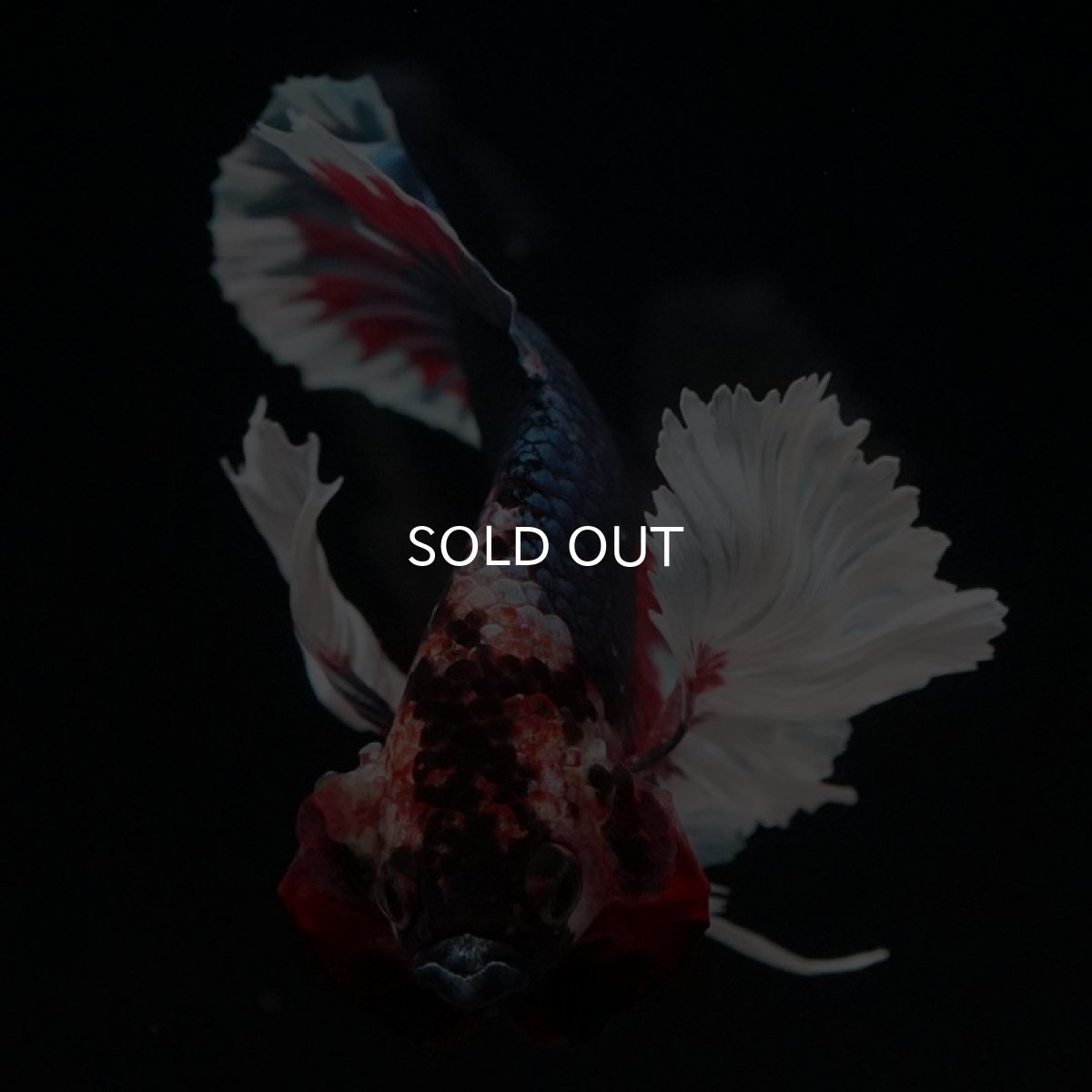 画像6: HMPK ファンシーダンボ (6)