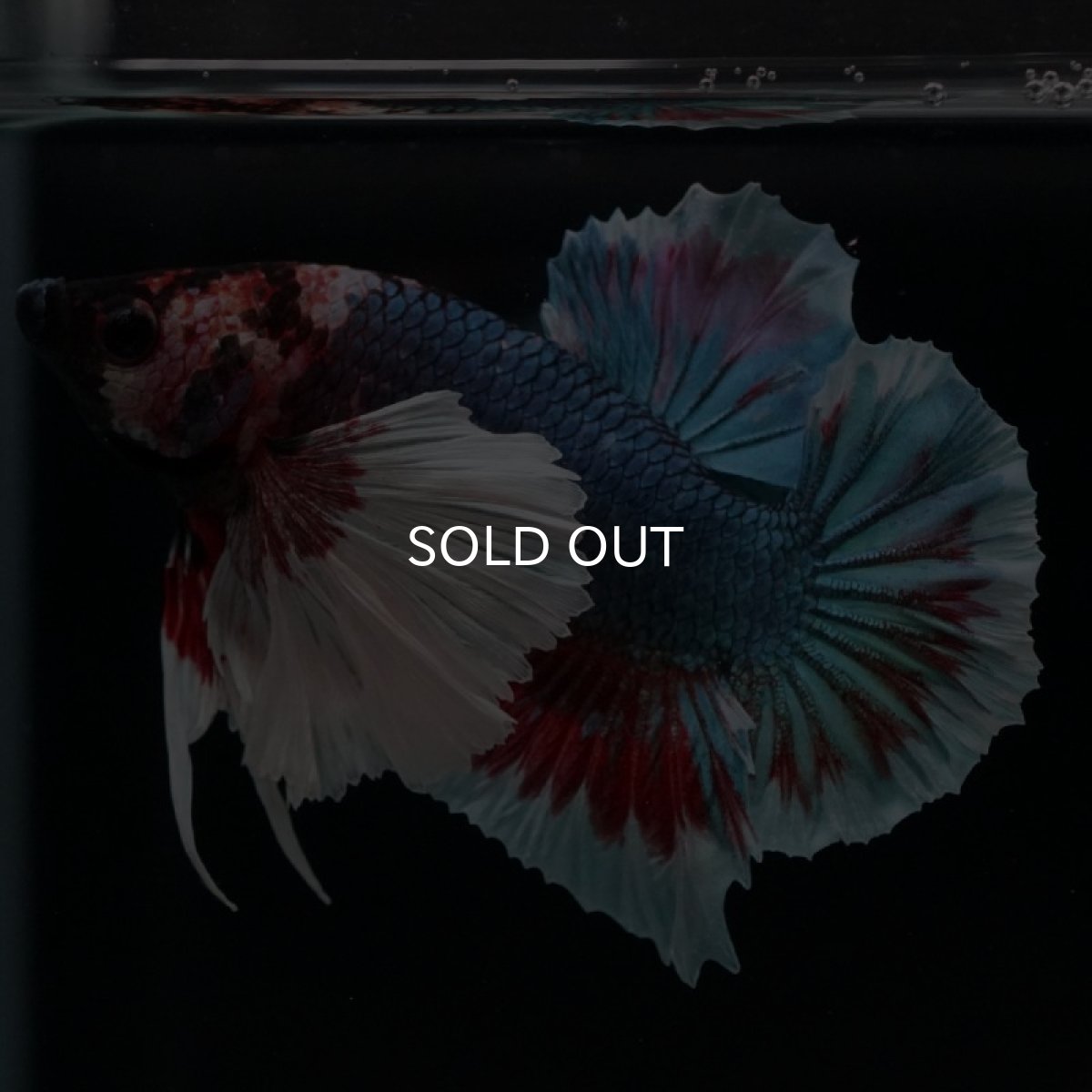 画像5: HMPK ファンシーダンボ (5)