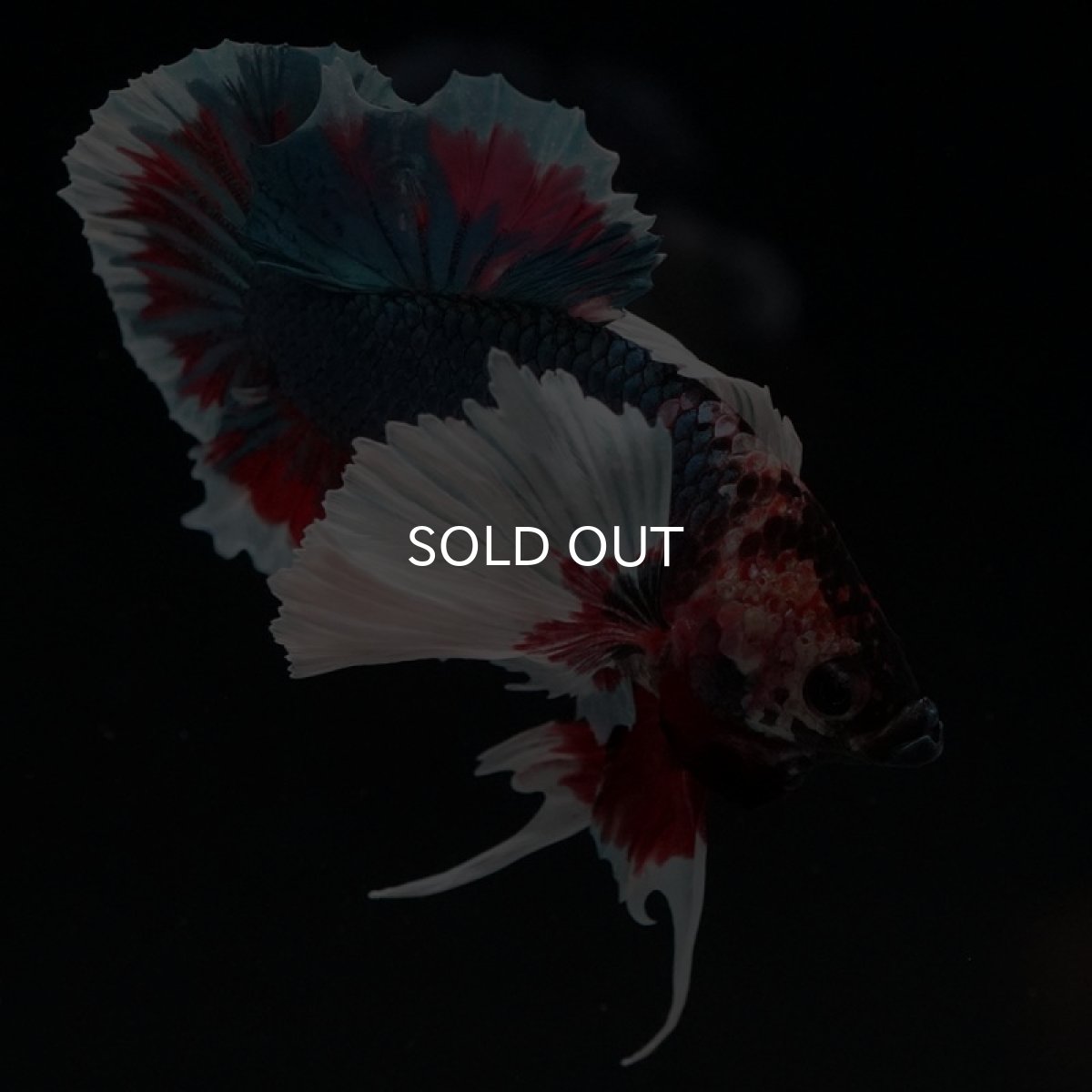 画像4: HMPK ファンシーダンボ (4)