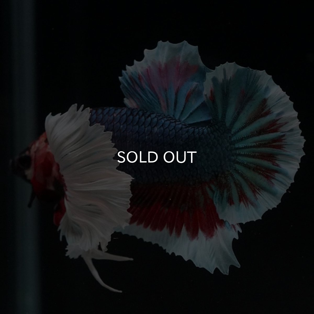 画像3: HMPK ファンシーダンボ (3)