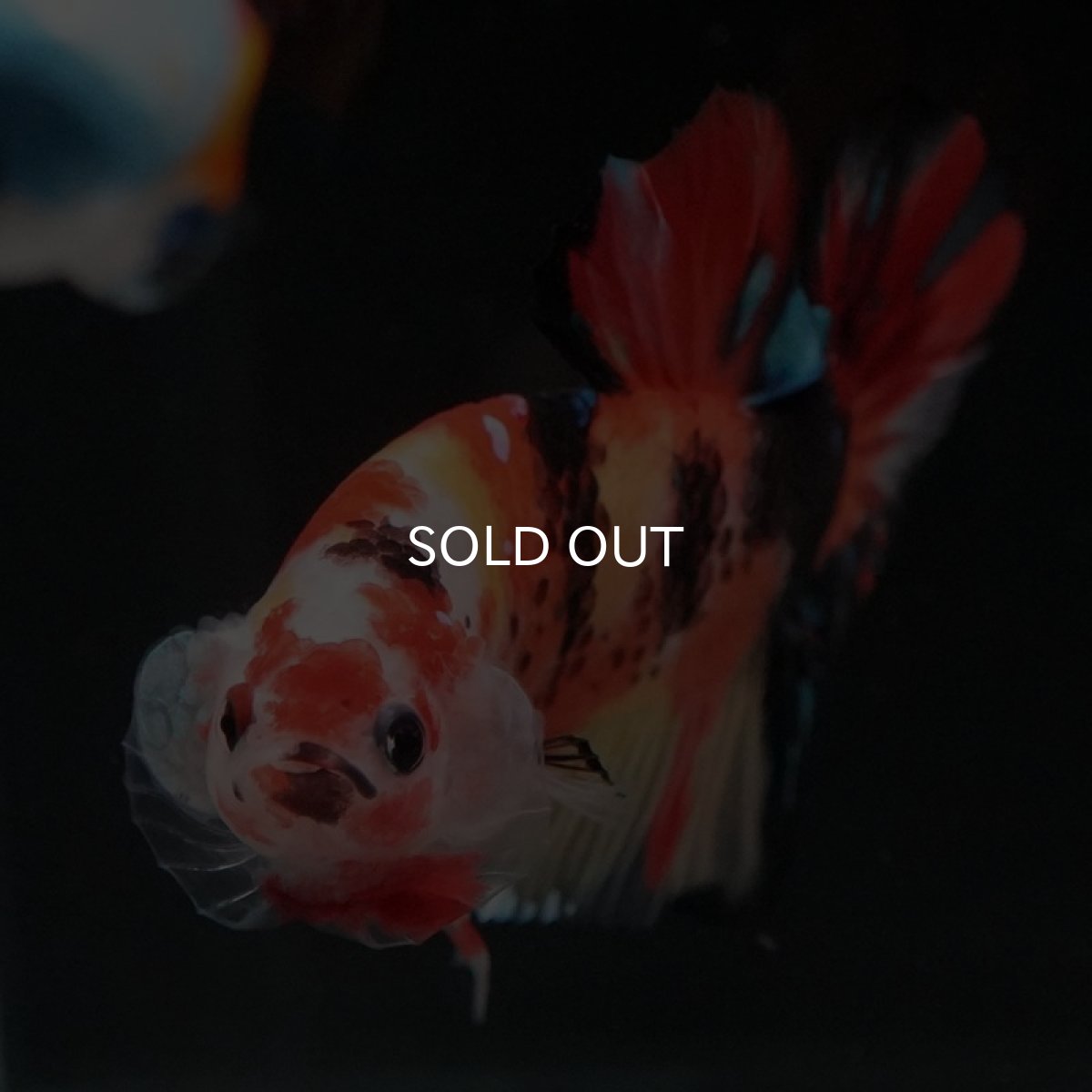 画像11: HMPK　ニモャンディ (11)