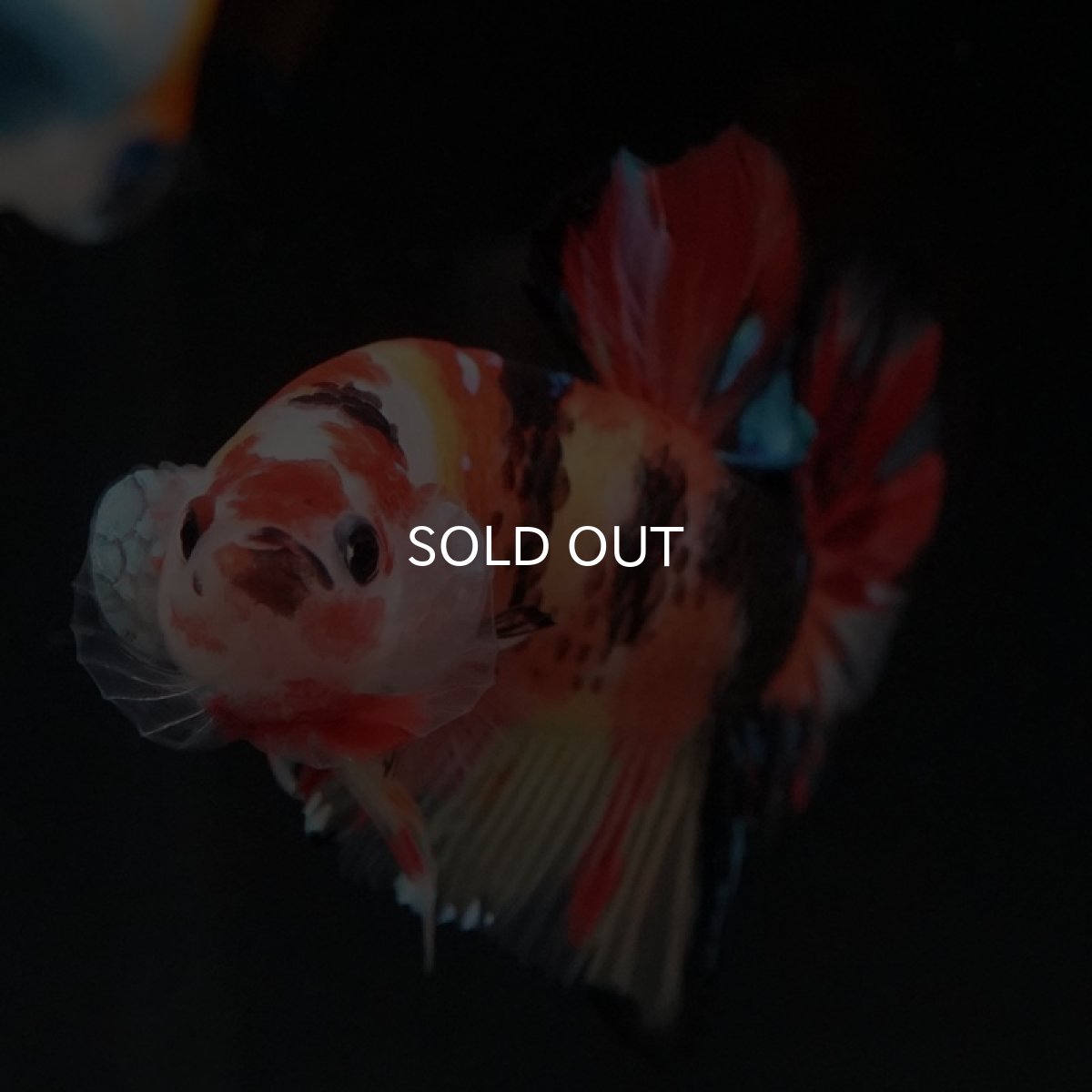 画像10: HMPK　ニモャンディ (10)