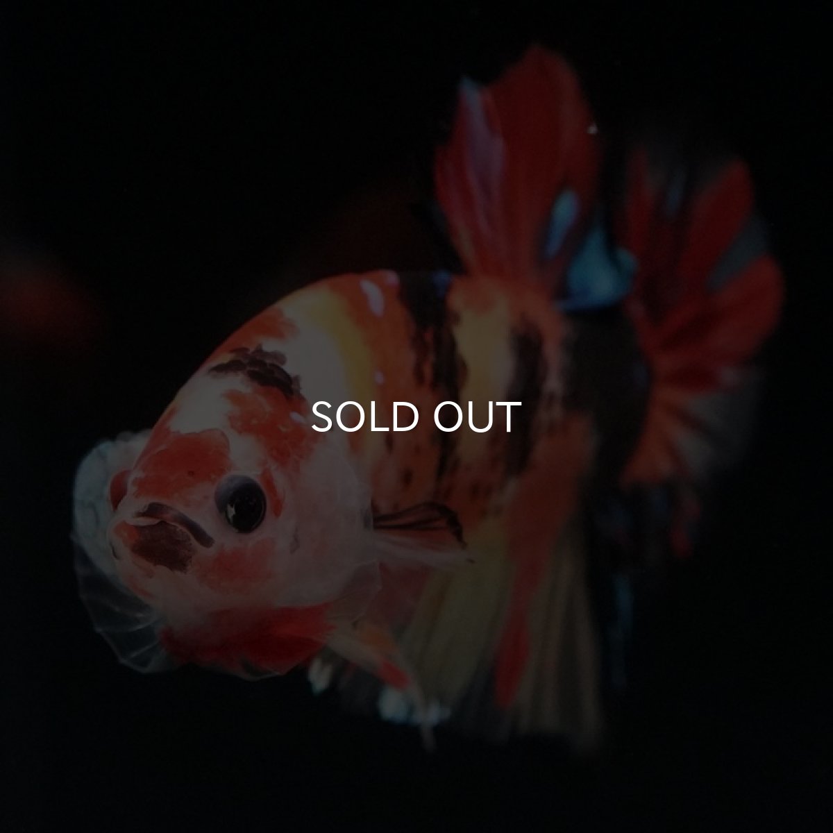 画像2: HMPK　ニモャンディ (2)