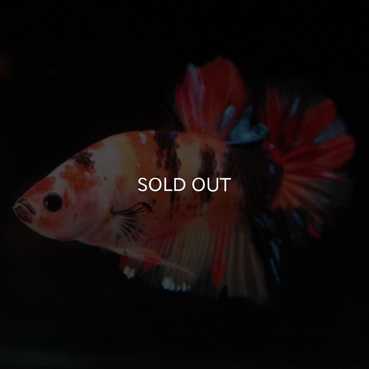 画像9: HMPK　ニモャンディ (9)