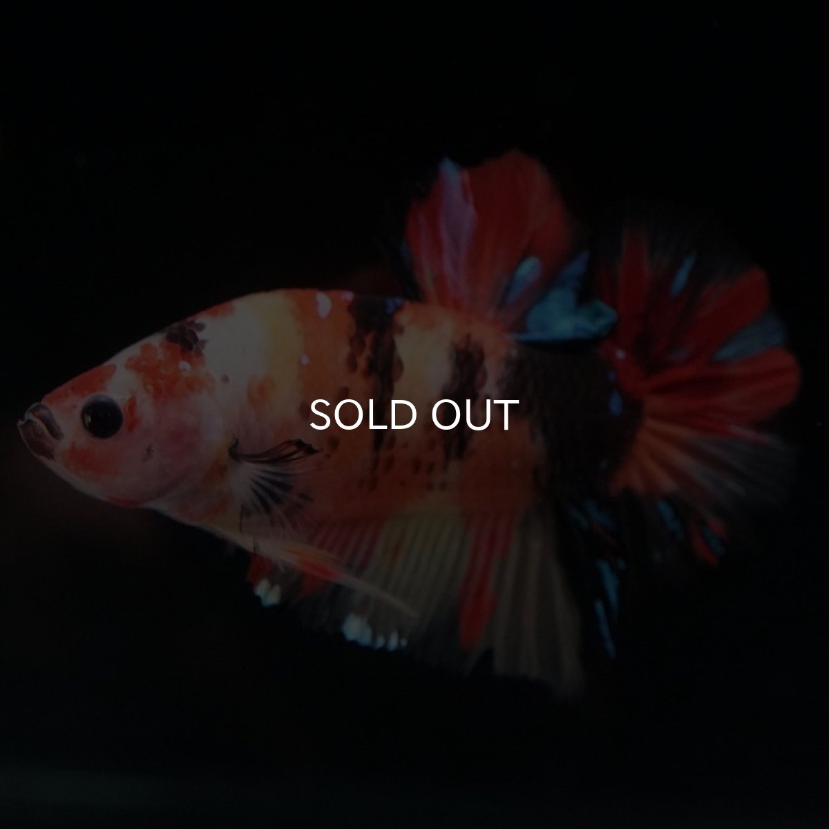 画像8: HMPK　ニモャンディ (8)