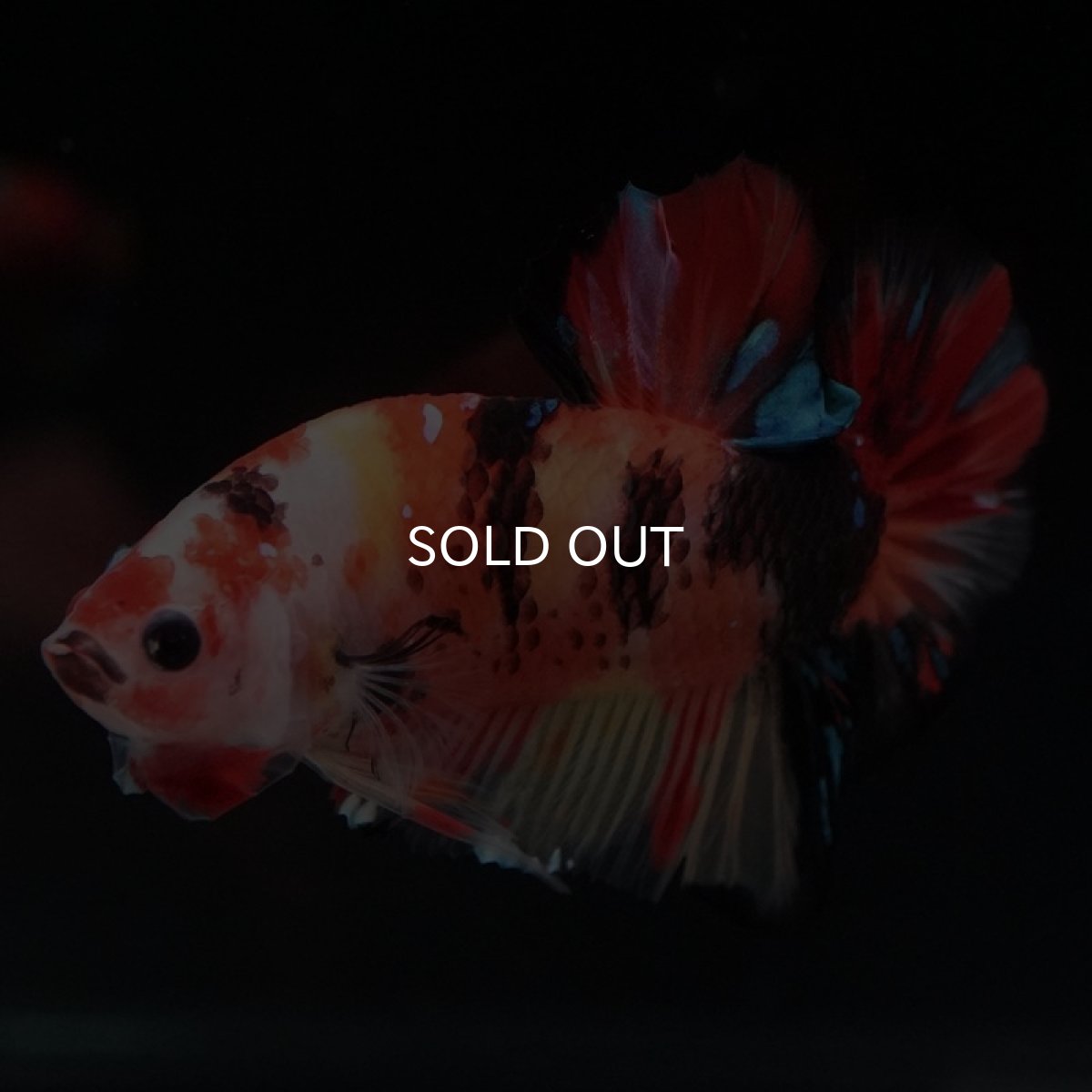 画像7: HMPK　ニモャンディ (7)