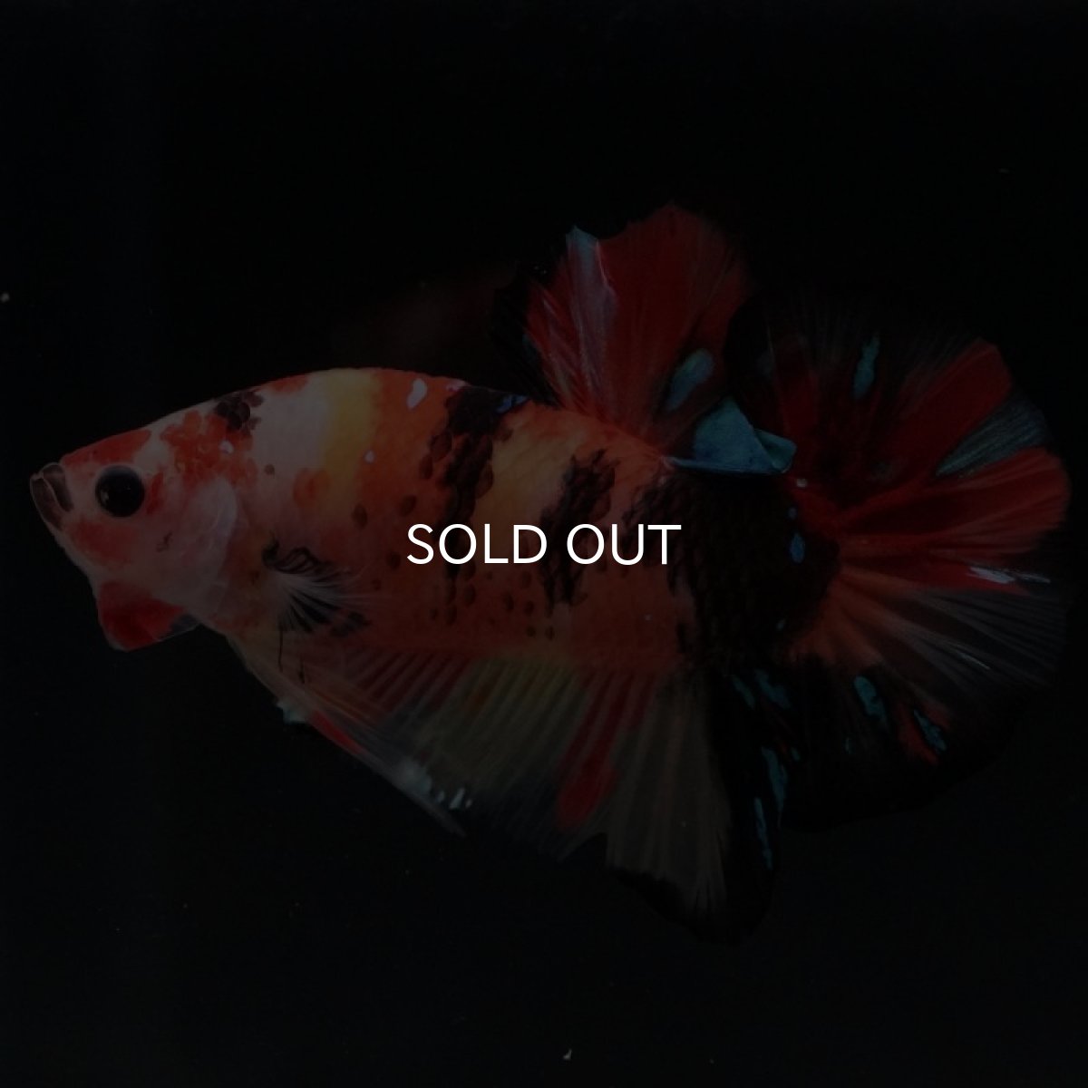 画像4: HMPK　ニモャンディ (4)