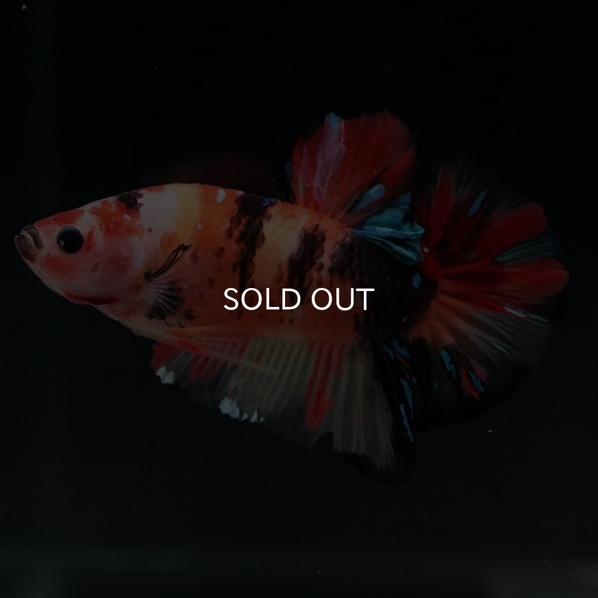 画像3: HMPK　ニモャンディ (3)