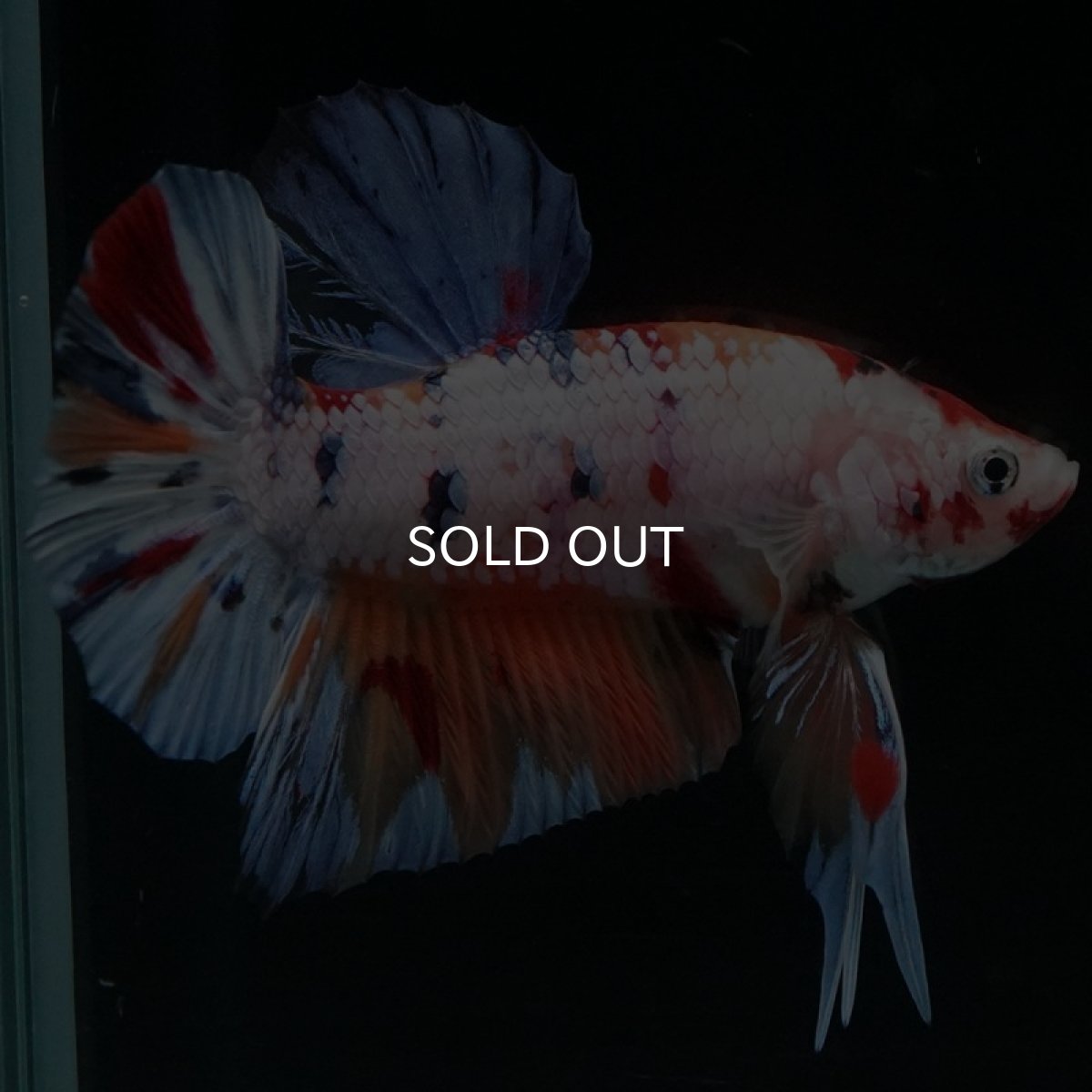 画像18: HMPK　キャンディレインボー (18)