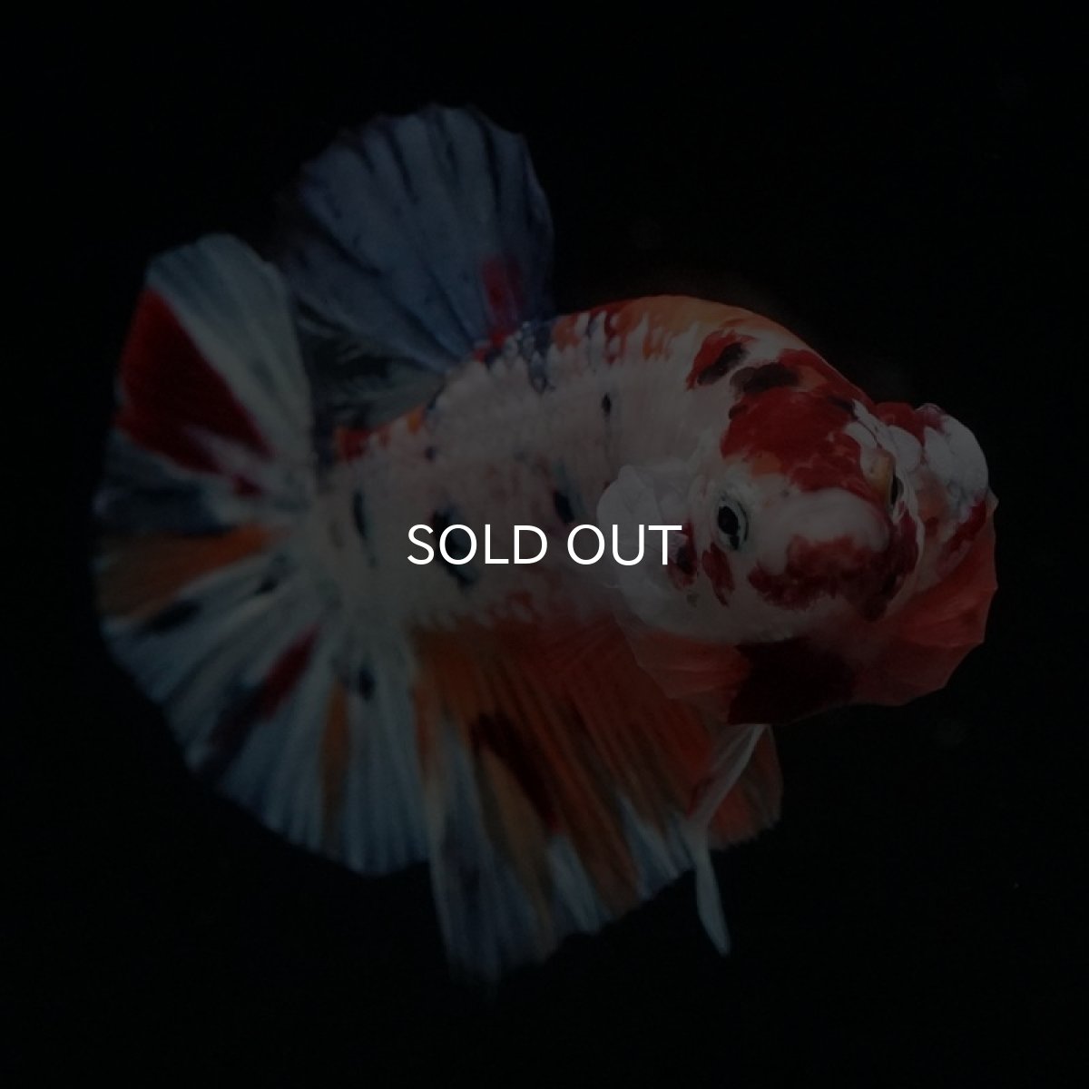 画像16: HMPK　キャンディレインボー (16)