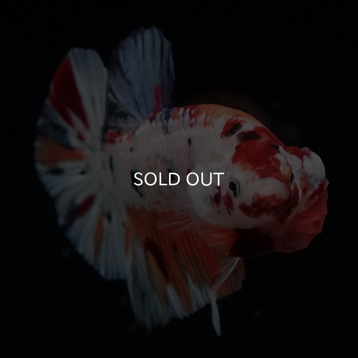 画像15: HMPK　キャンディレインボー (15)