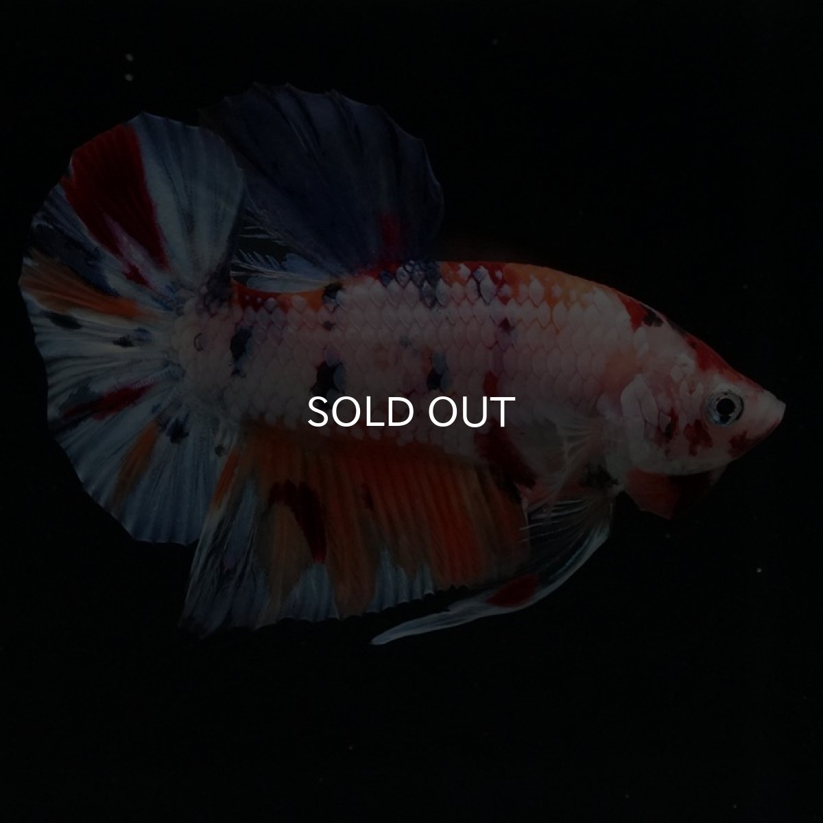 画像14: HMPK　キャンディレインボー (14)