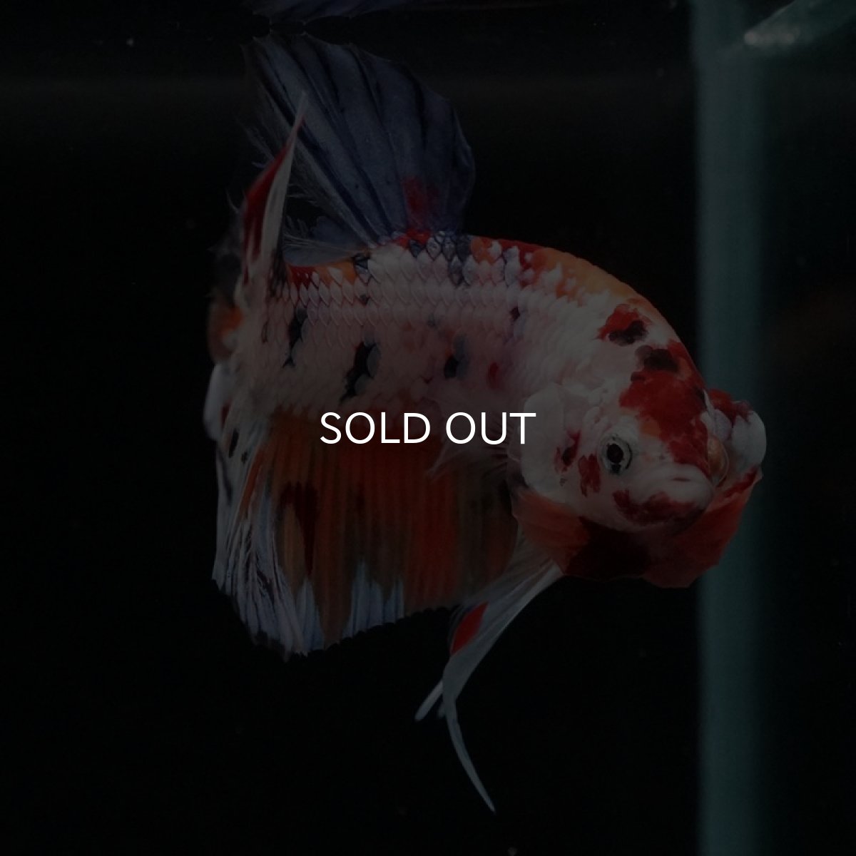 画像13: HMPK　キャンディレインボー (13)