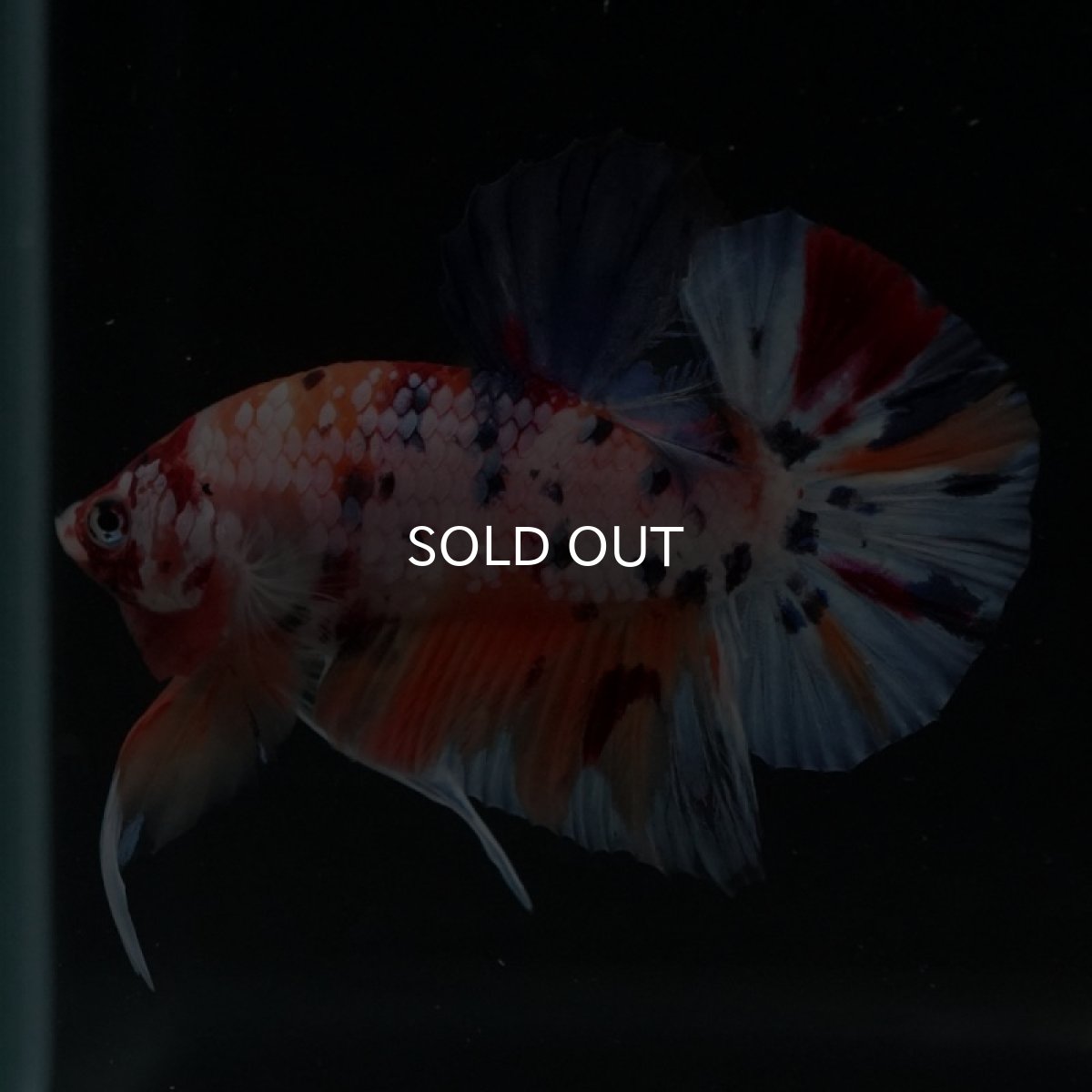 画像12: HMPK　キャンディレインボー (12)