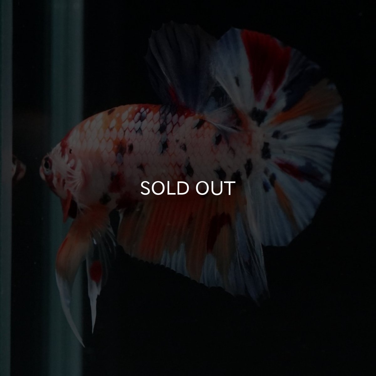 画像11: HMPK　キャンディレインボー (11)