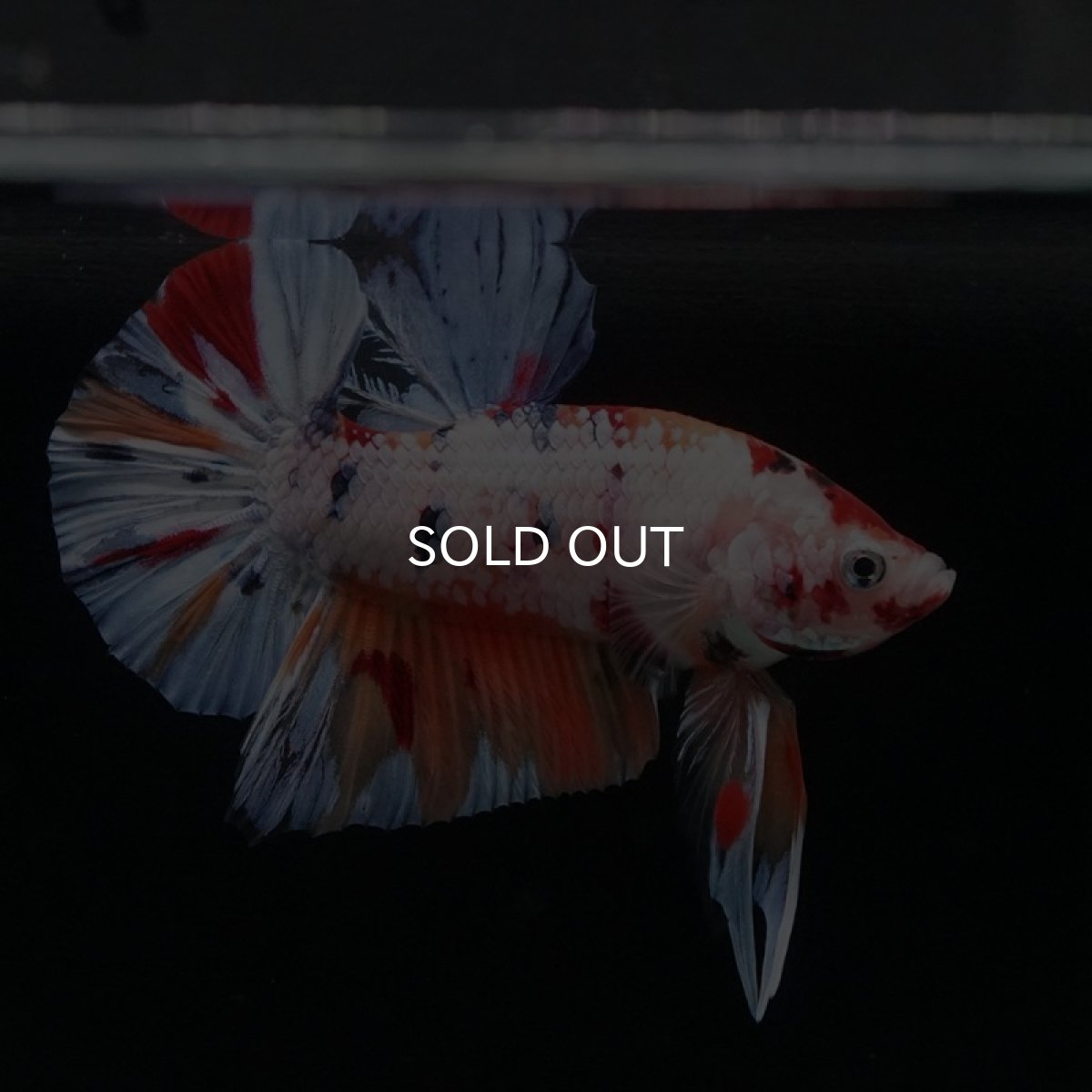 画像10: HMPK　キャンディレインボー (10)