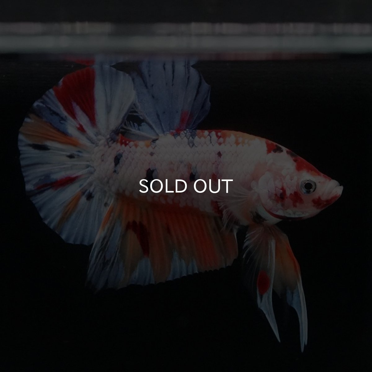 画像9: HMPK　キャンディレインボー (9)