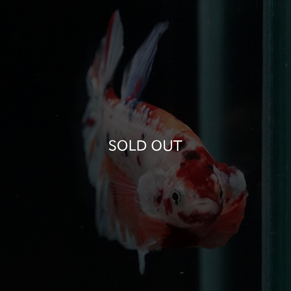 画像8: HMPK　キャンディレインボー (8)