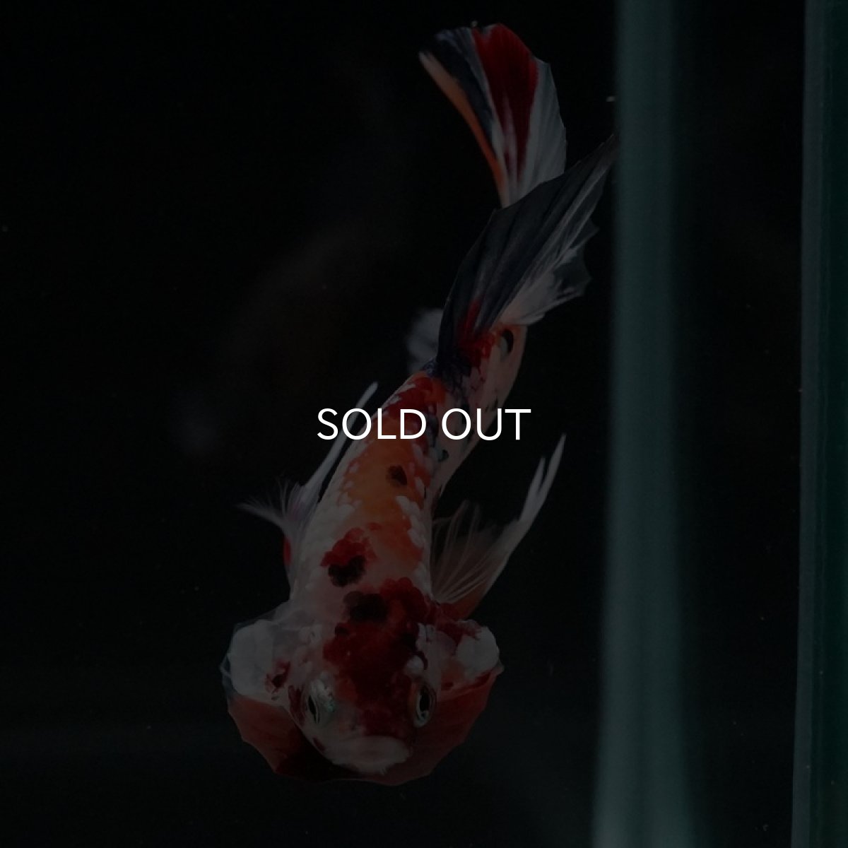 画像7: HMPK　キャンディレインボー (7)