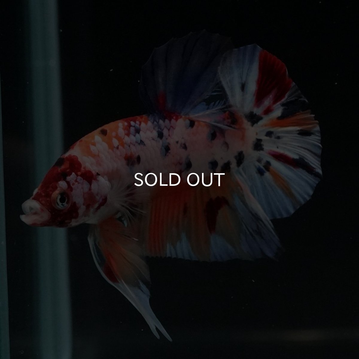 画像6: HMPK　キャンディレインボー (6)