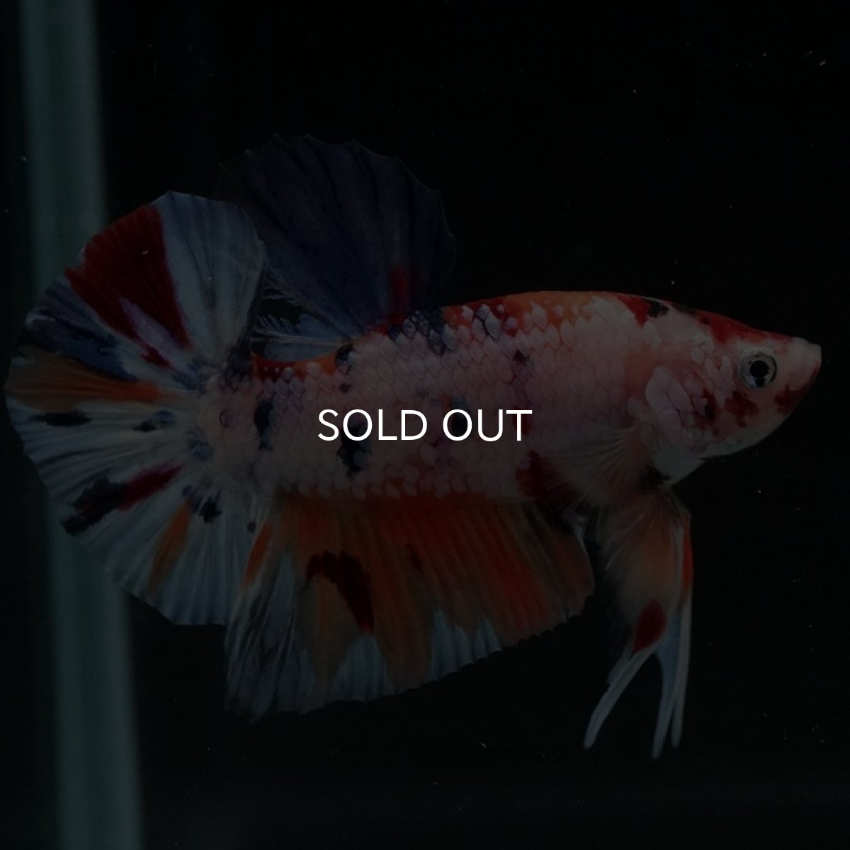 画像5: HMPK　キャンディレインボー (5)