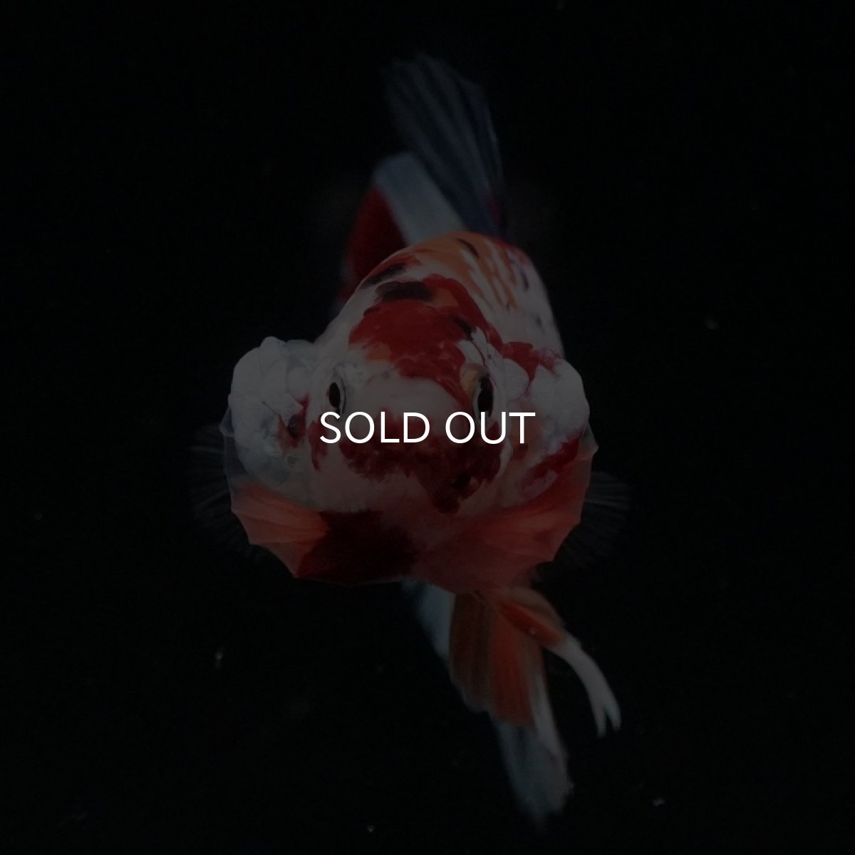 画像4: HMPK　キャンディレインボー (4)