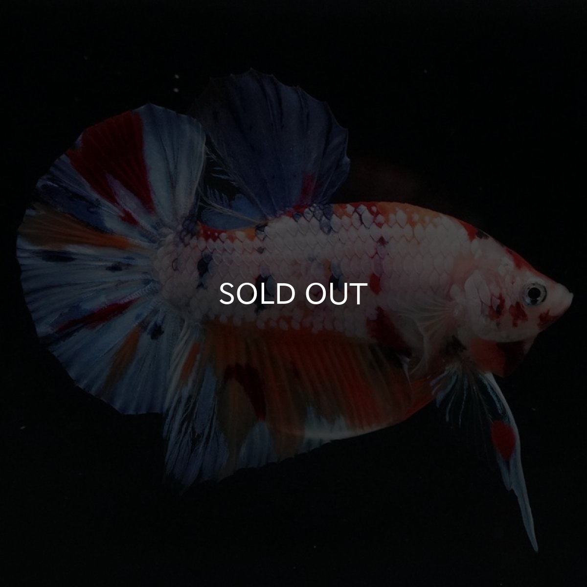 画像2: HMPK　キャンディレインボー (2)