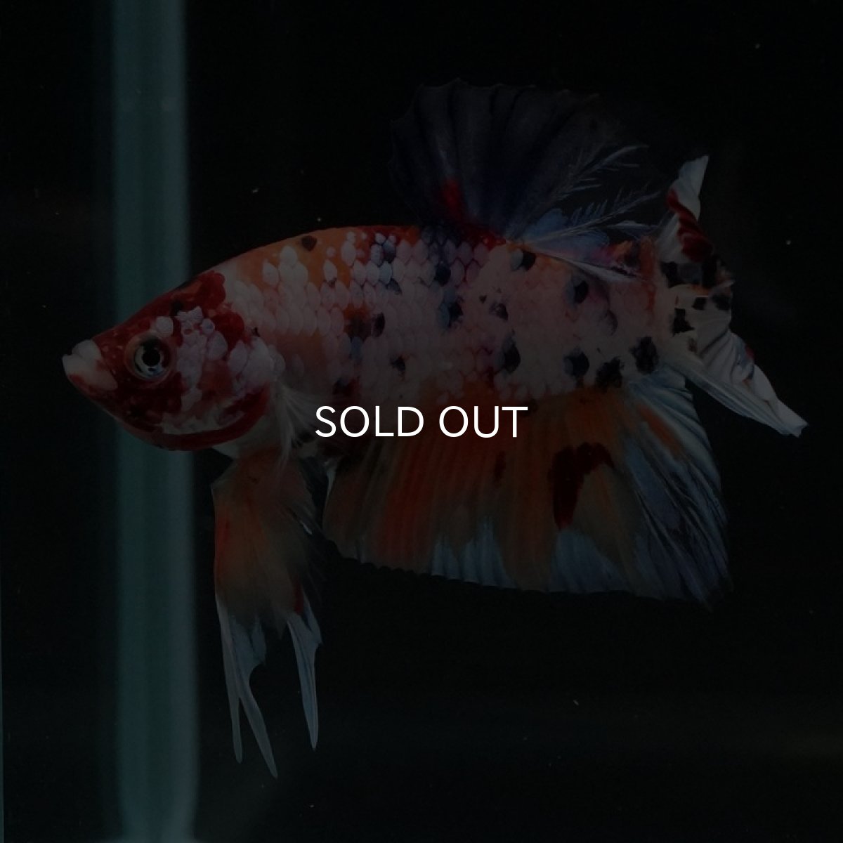 画像3: HMPK　キャンディレインボー (3)