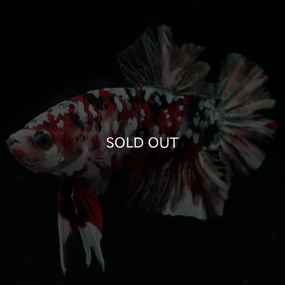 画像11: HMPK レッドカッパーギャラクシー (11)