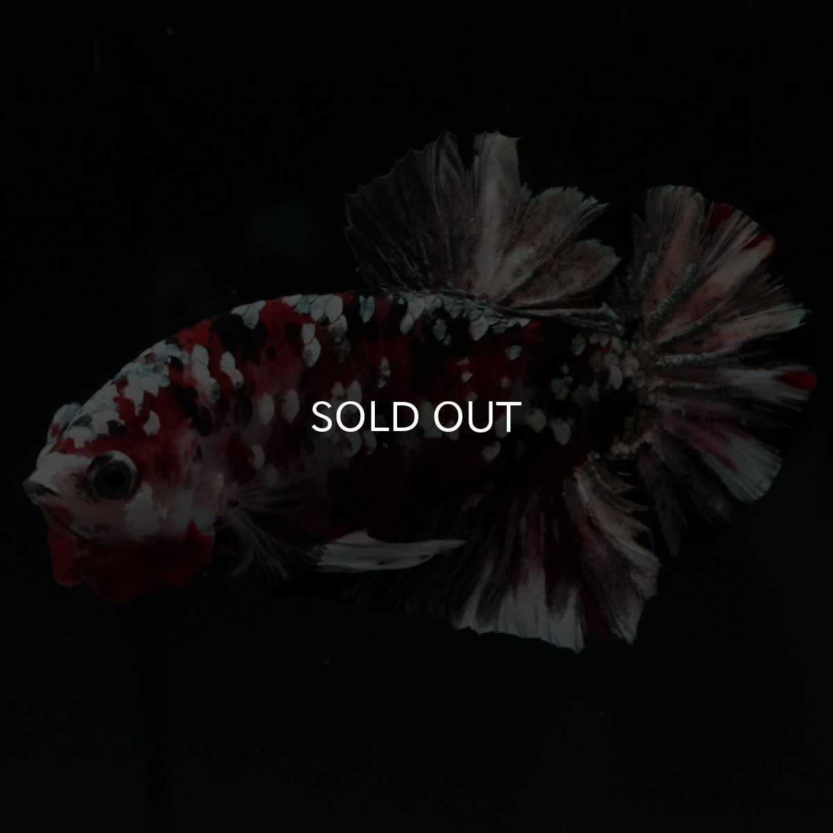 画像10: HMPK レッドカッパーギャラクシー (10)