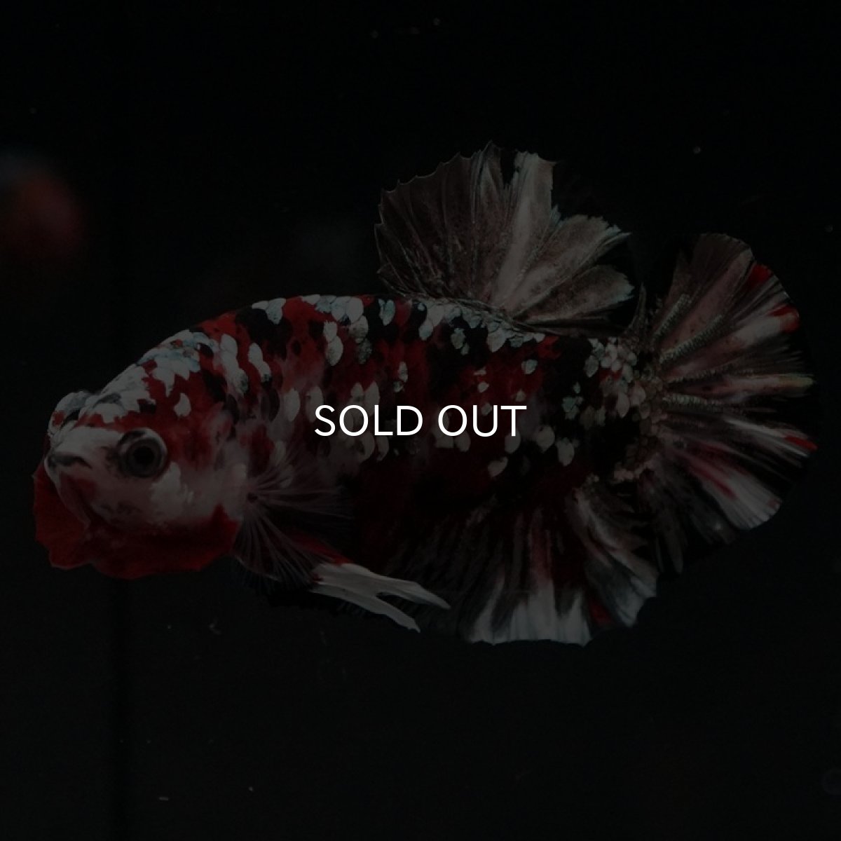 画像9: HMPK レッドカッパーギャラクシー (9)