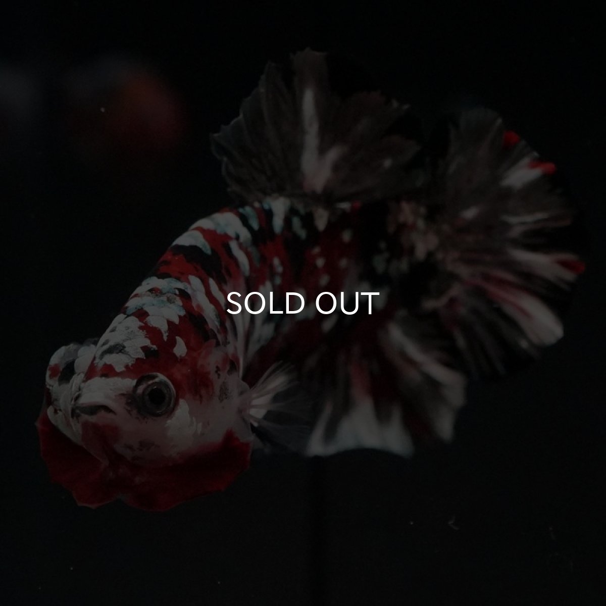 画像8: HMPK レッドカッパーギャラクシー (8)