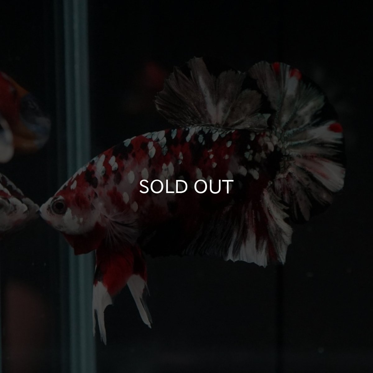 画像7: HMPK レッドカッパーギャラクシー (7)