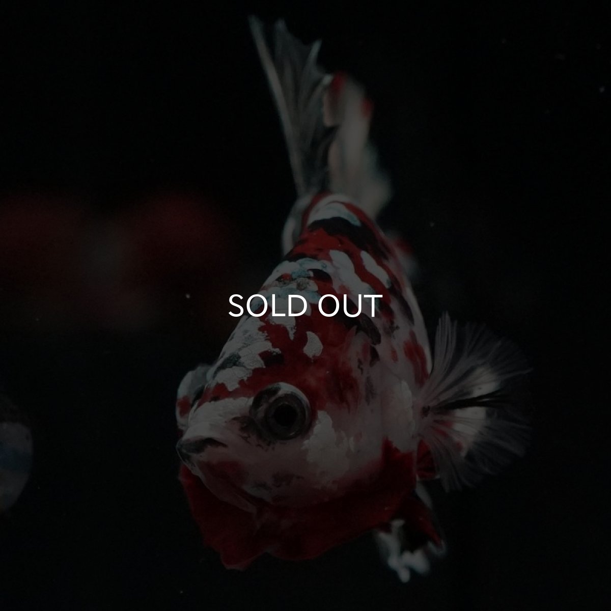 画像6: HMPK レッドカッパーギャラクシー (6)