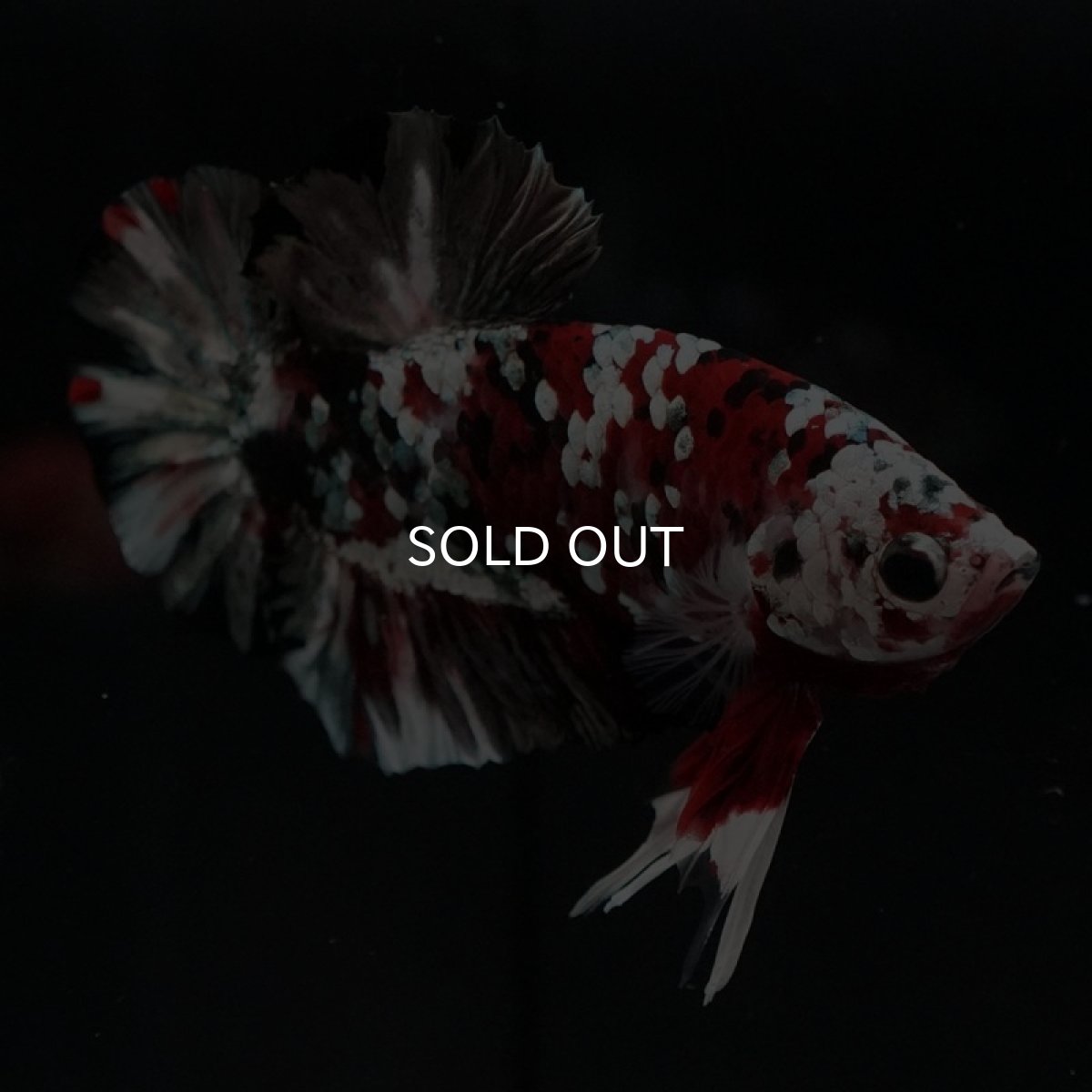 画像5: HMPK レッドカッパーギャラクシー (5)