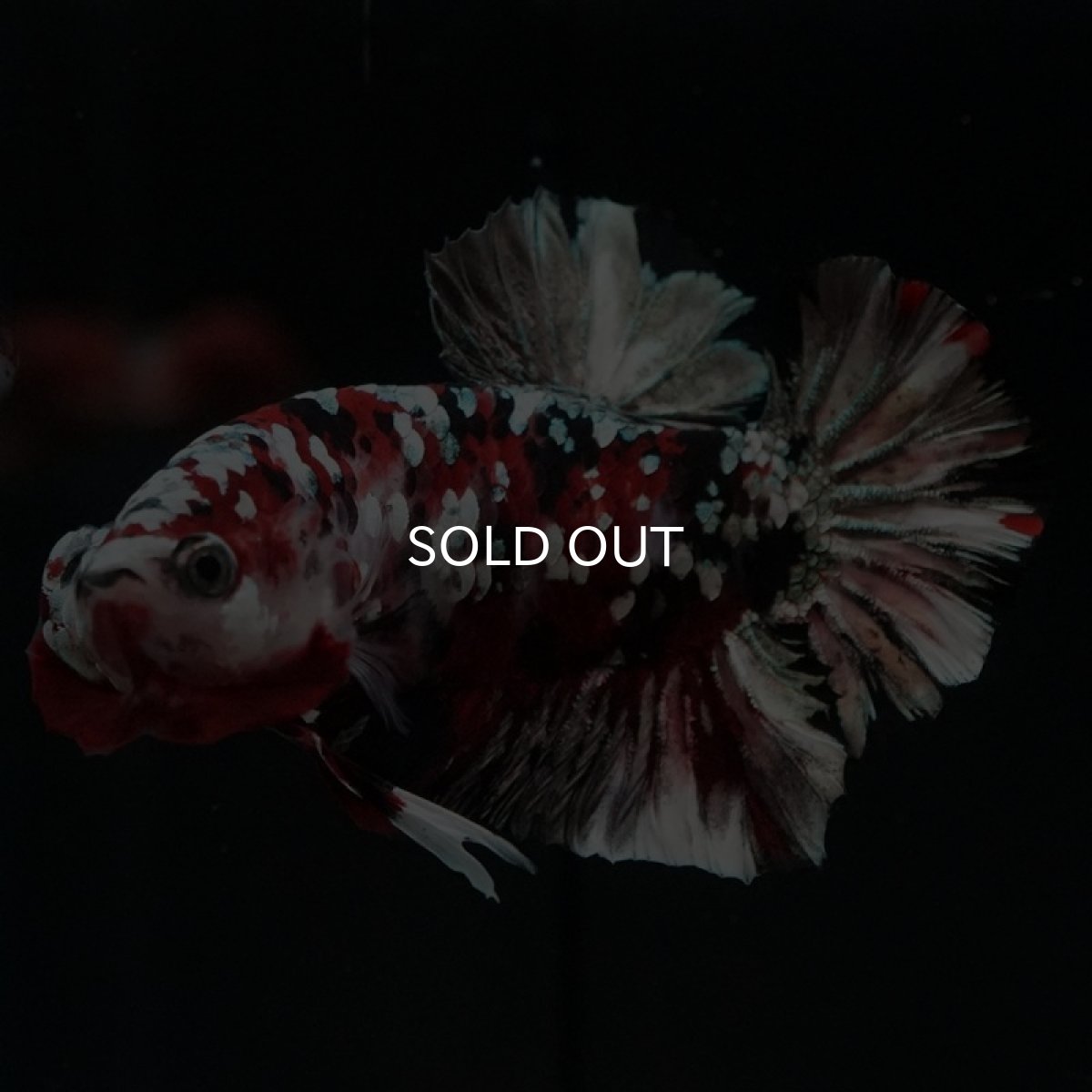 画像4: HMPK レッドカッパーギャラクシー (4)