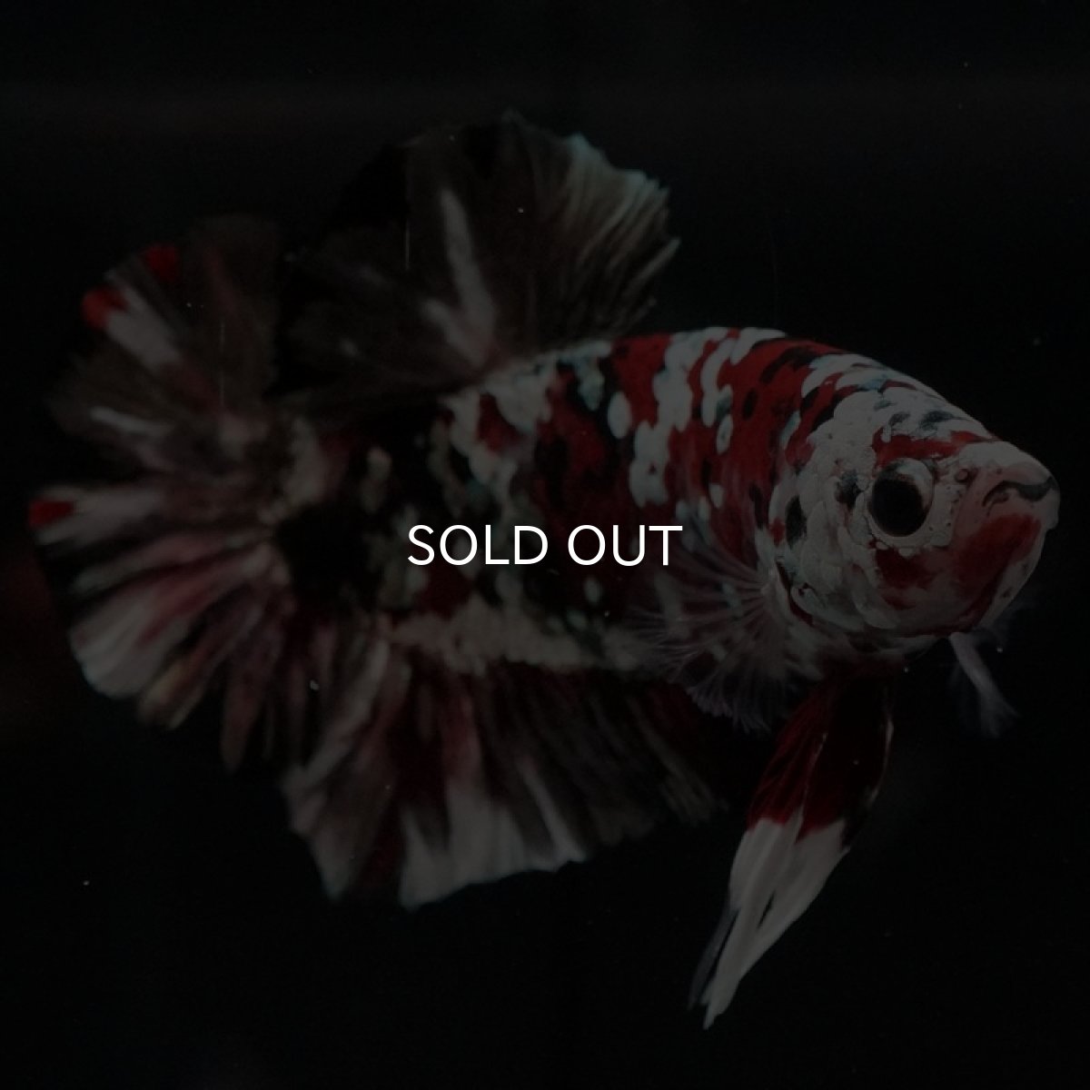 画像3: HMPK レッドカッパーギャラクシー (3)