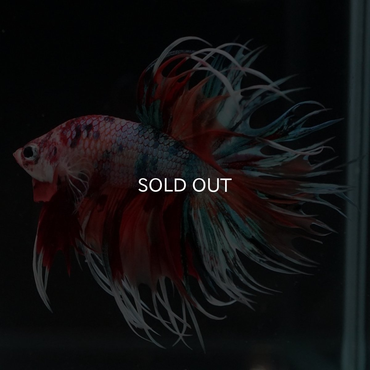 画像2: CT キャンディレインボー (2)