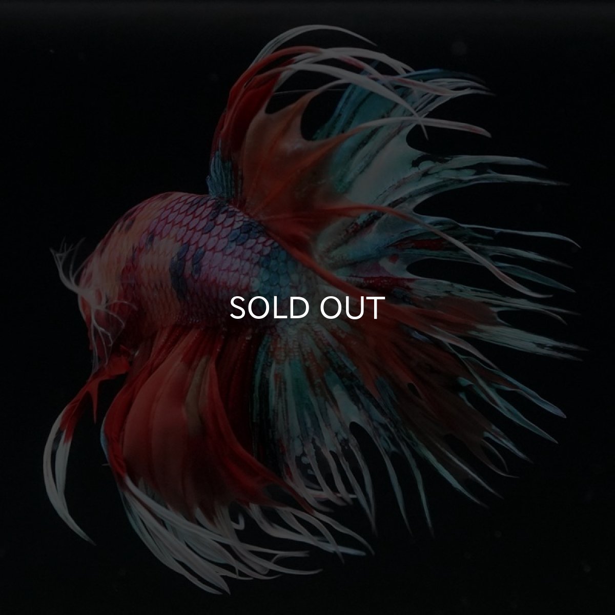 画像3: CT キャンディレインボー (3)