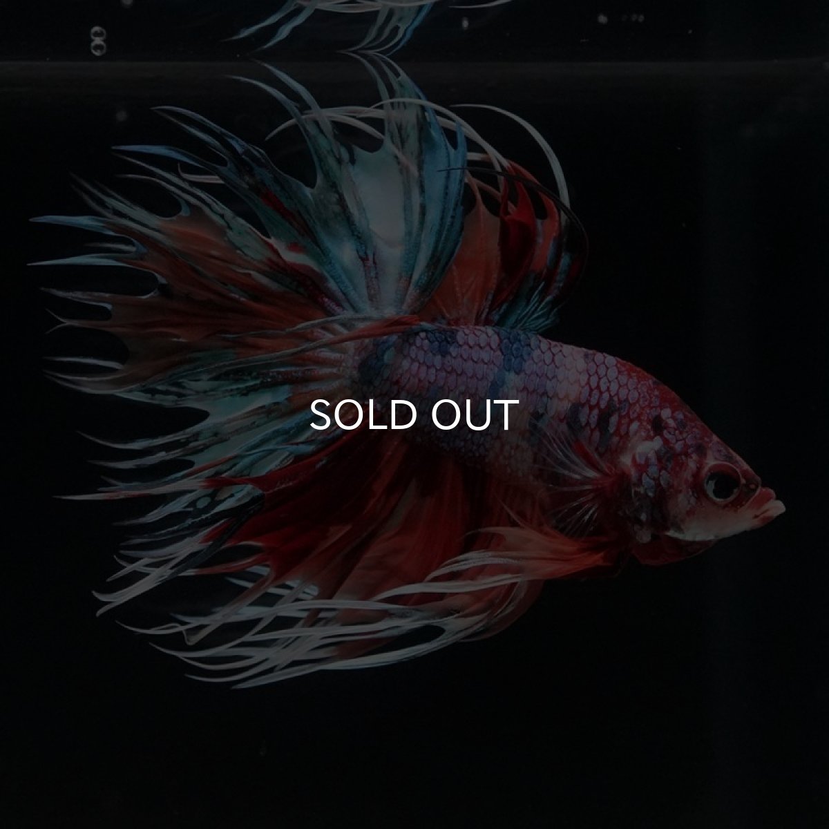 画像7: CT キャンディレインボー (7)