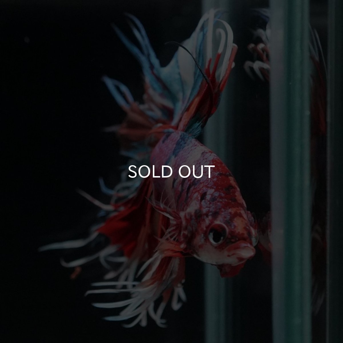 画像6: CT キャンディレインボー (6)