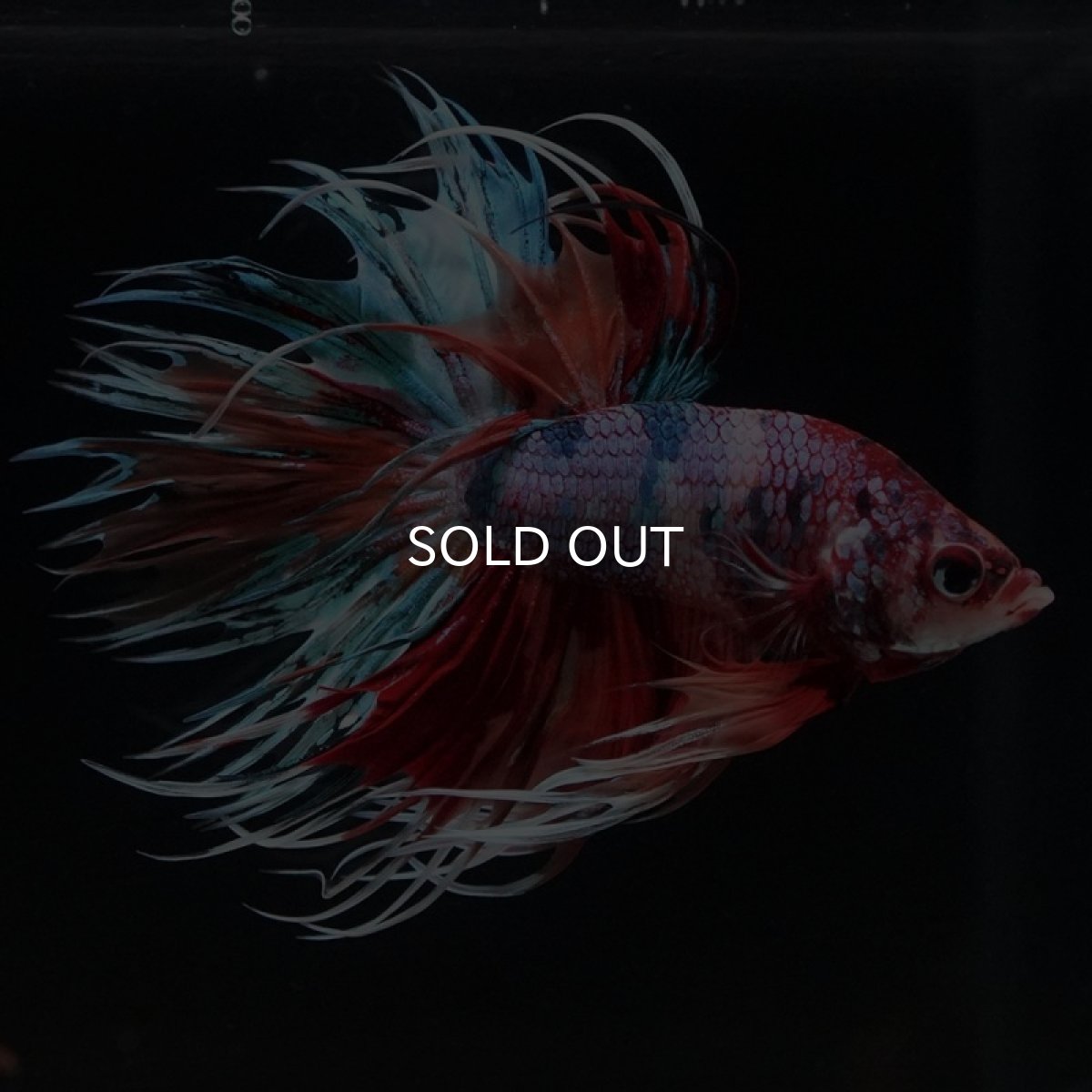 画像5: CT キャンディレインボー (5)