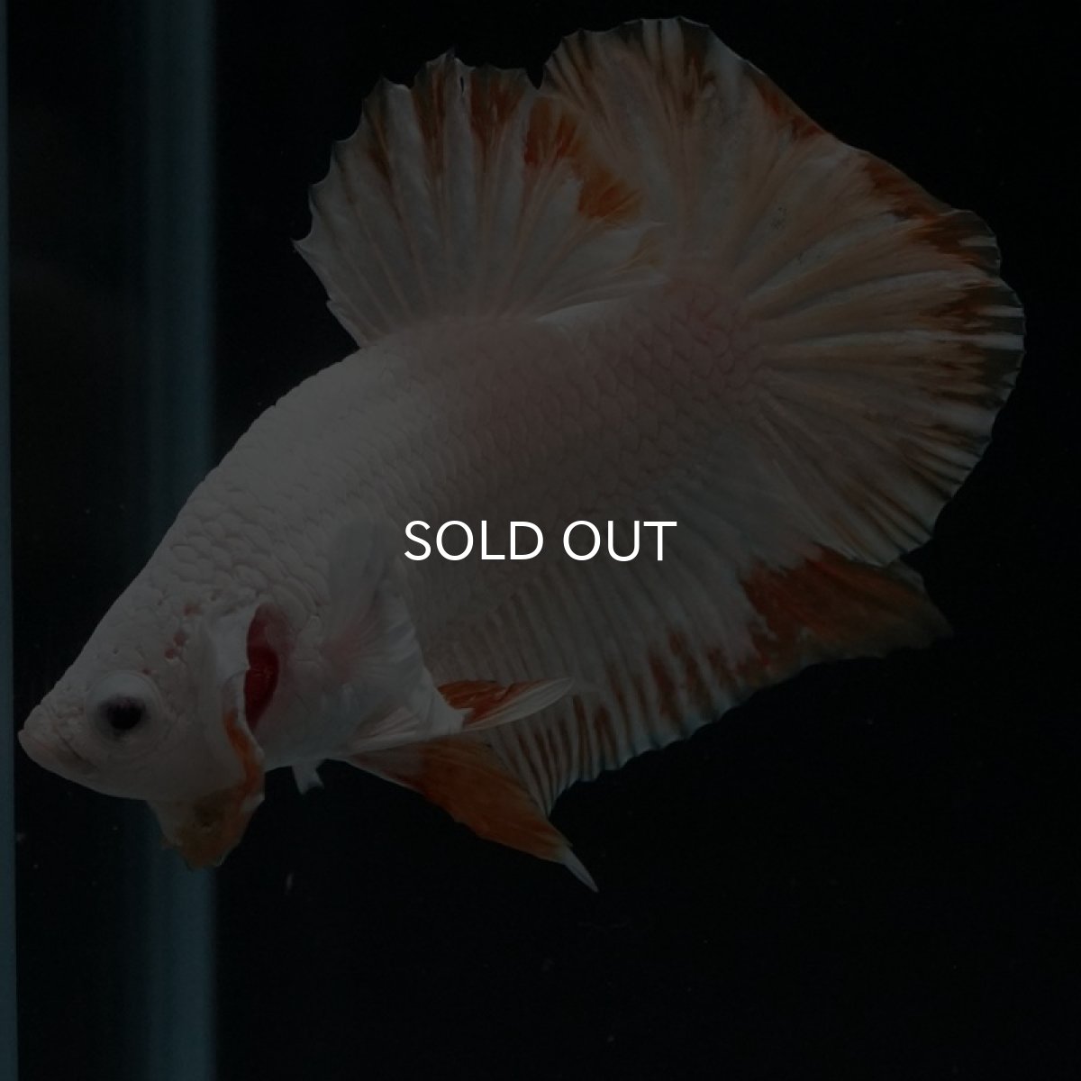 画像9: HMPK　プラチナイエロードラゴン　スノー (9)