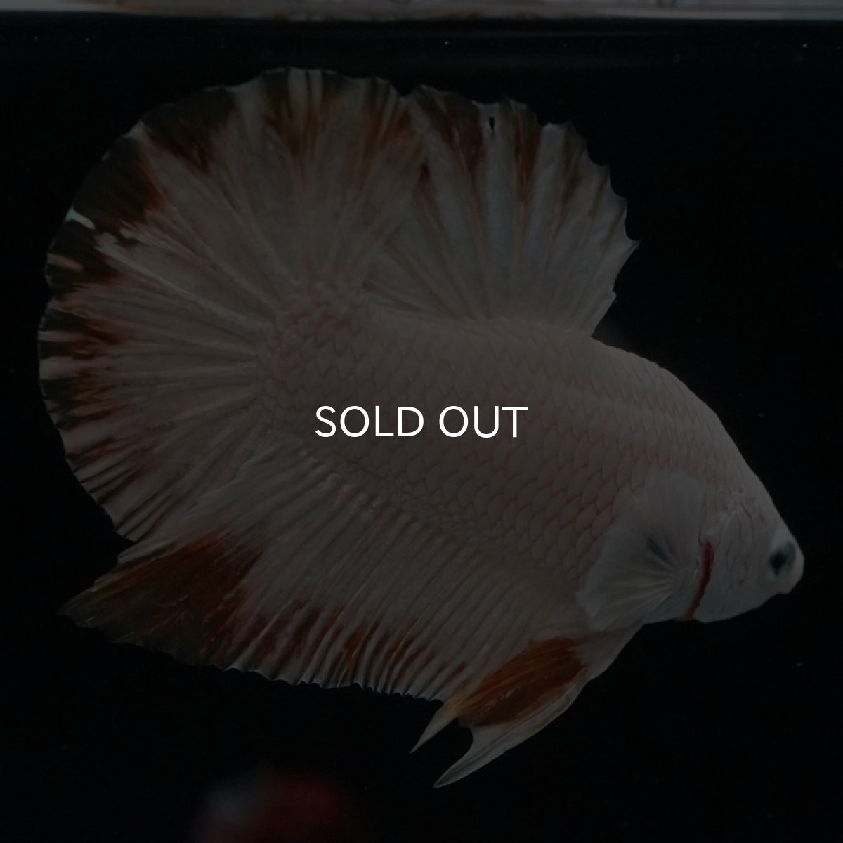 画像8: HMPK　プラチナイエロードラゴン　スノー (8)