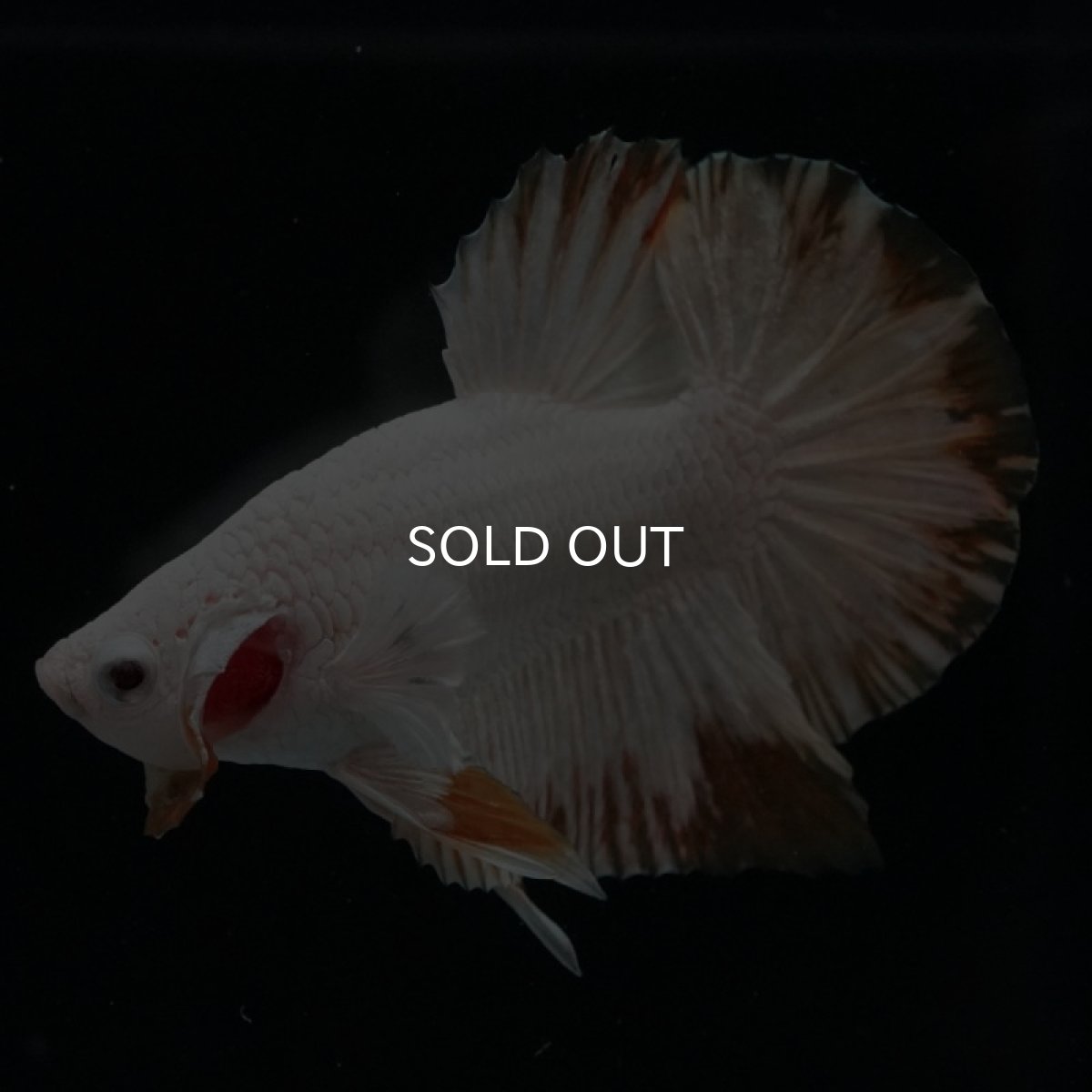 画像7: HMPK　プラチナイエロードラゴン　スノー (7)