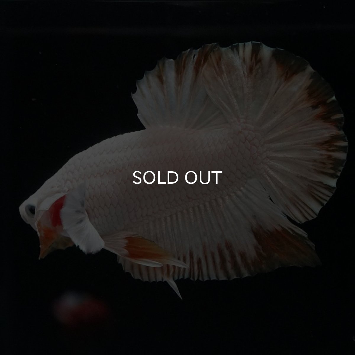 画像6: HMPK　プラチナイエロードラゴン　スノー (6)