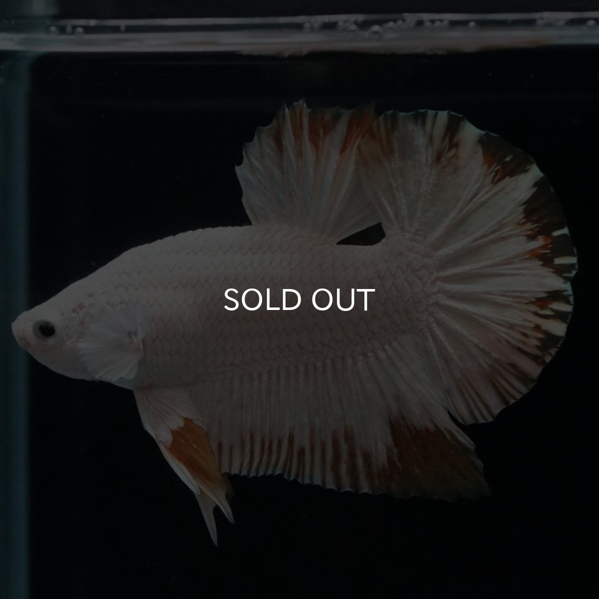 画像5: HMPK　プラチナイエロードラゴン　スノー (5)