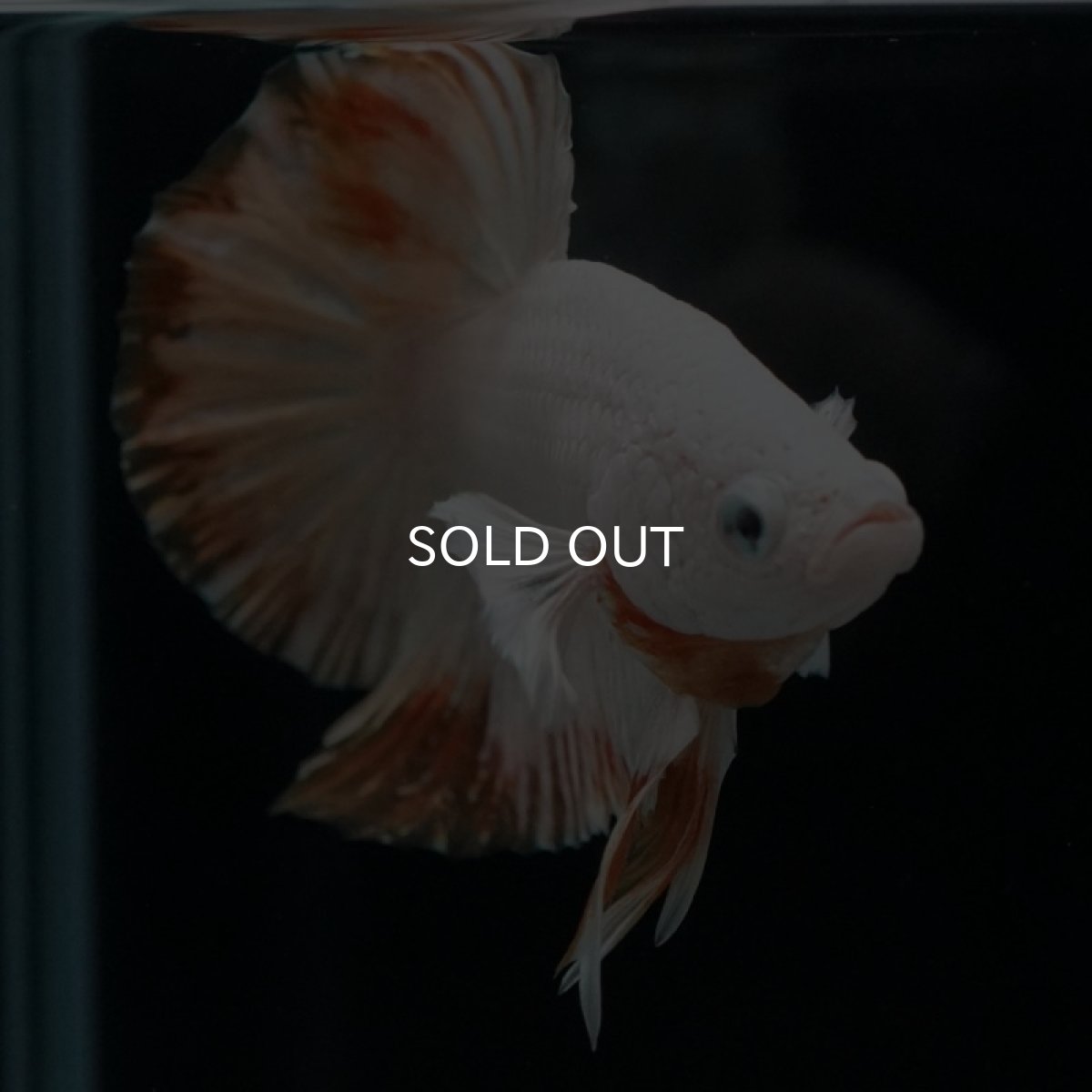 画像4: HMPK　プラチナイエロードラゴン　スノー (4)