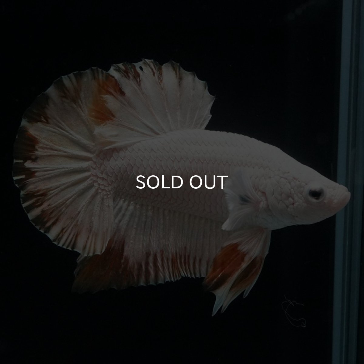 画像3: HMPK　プラチナイエロードラゴン　スノー (3)