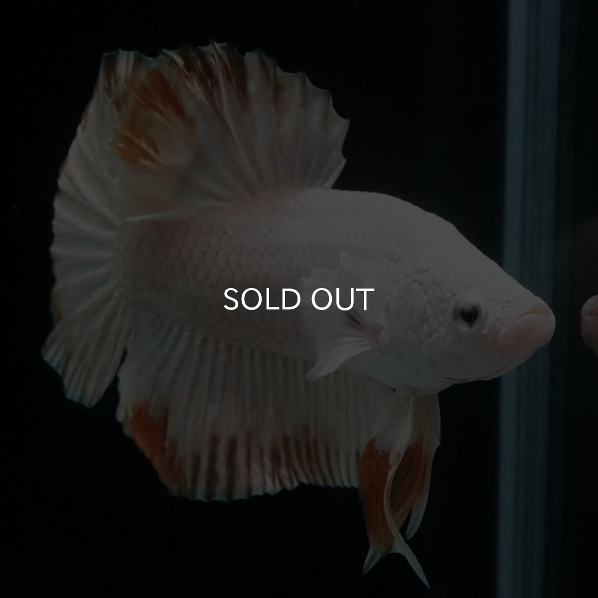 画像2: HMPK　プラチナイエロードラゴン　スノー (2)